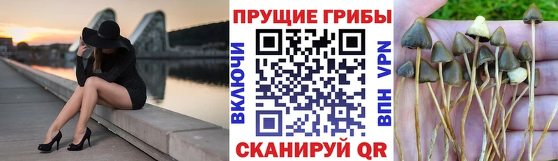 закладки  omg как зайти  Псилоцибиновые грибы Psilocybe  Красноярск 